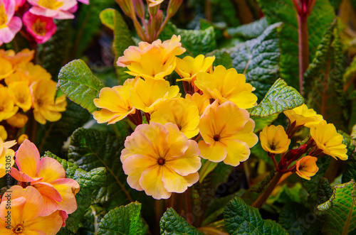 Spring ornamental multicolour blooming flowers Primel Peach Melba. Primrose photo