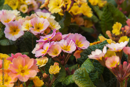 Spring ornamental multicolour blooming flowers Primel Peach Melba. Primrose