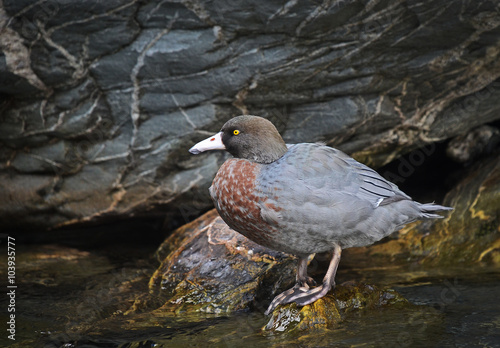 Native New Zealand Blue Duck or Whio