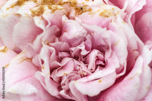 Fototapeta Naklejka Na Ścianę i Meble -  Core camellia flower