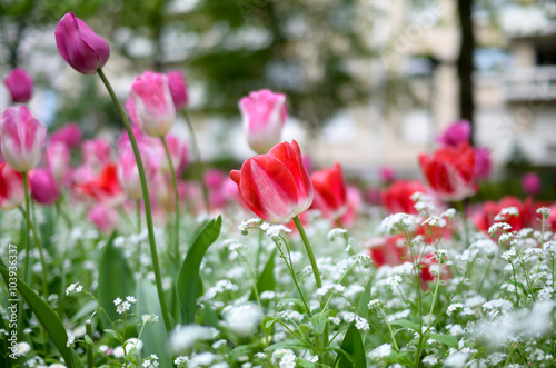 tulipe olorée © guillaume_photo