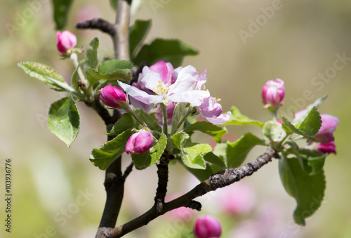 beautiful flowers on the apple tree in nature