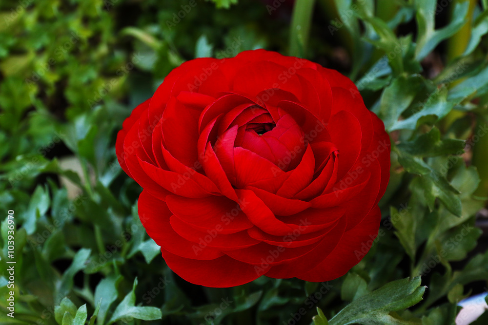red Persian Buttercup Flower Ranunculus asiaticus red Persian Buttercup Flower Ranunculus asiaticus