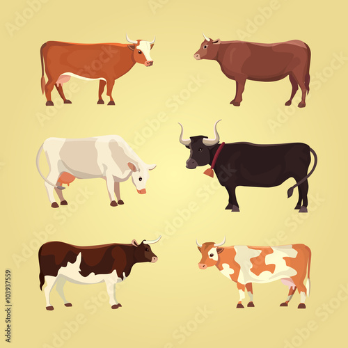 Set of different cows, isolated. Vector illustration. Eps 10.
