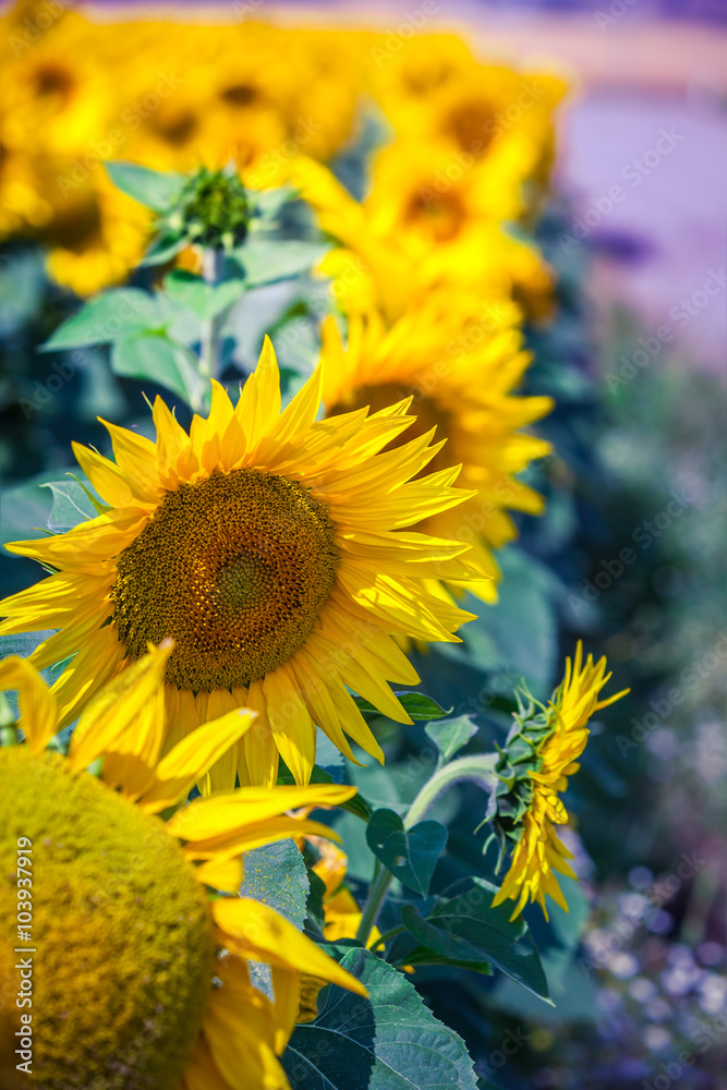 Obraz premium Sunflowers Field
