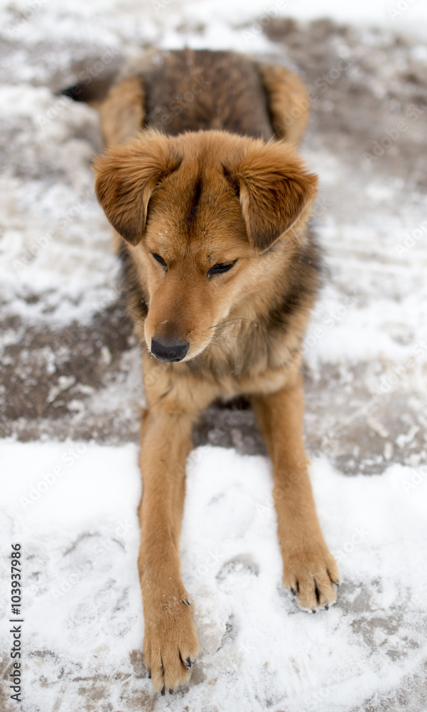 dog portrait outdoors in winter dog portrait outdoors in winter