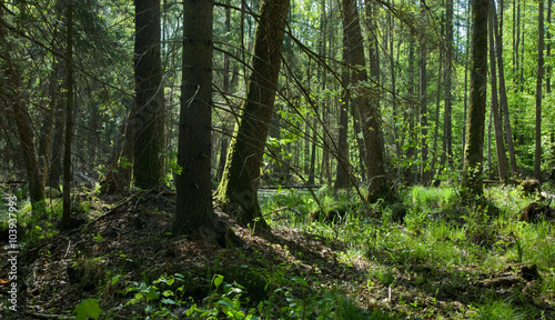 Springtime alder-bog forest stand