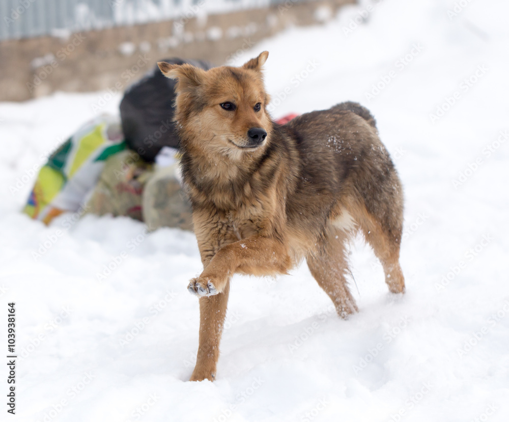 dog running outdoors in winter