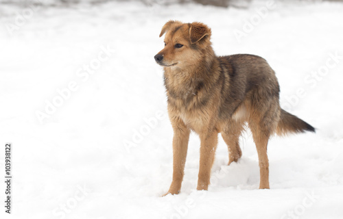 dog portrait outdoors in winter © schankz