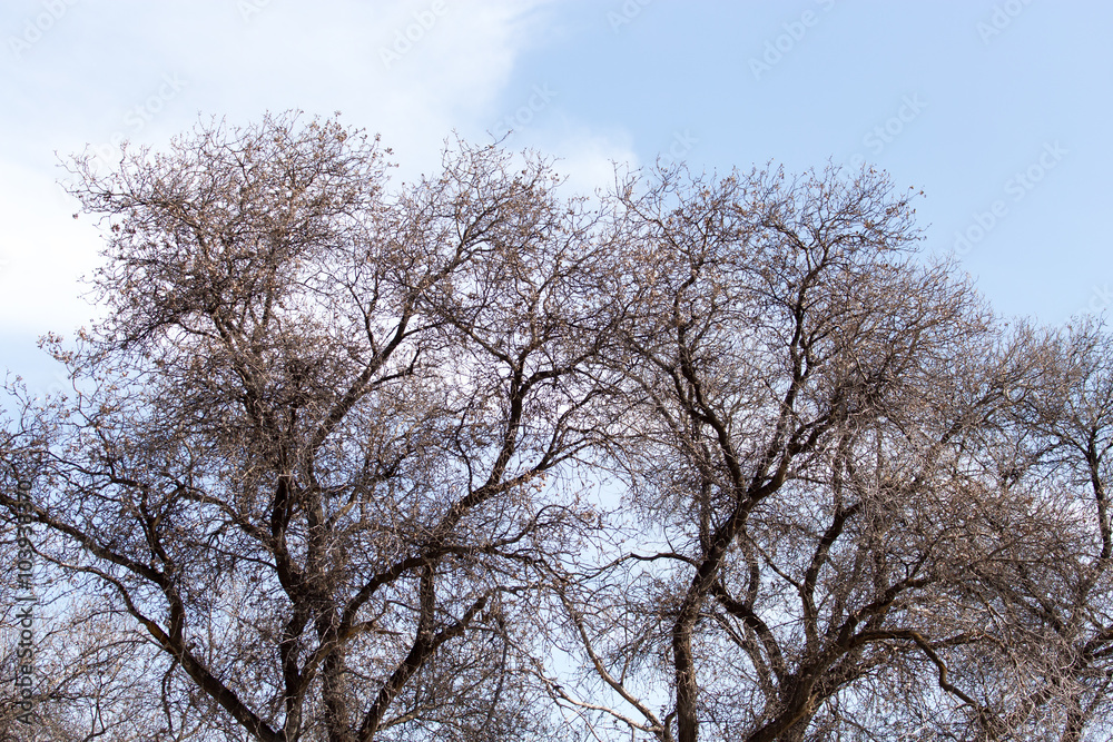 leafless tree branches against the blue sky leafless tree branches against the blue sky