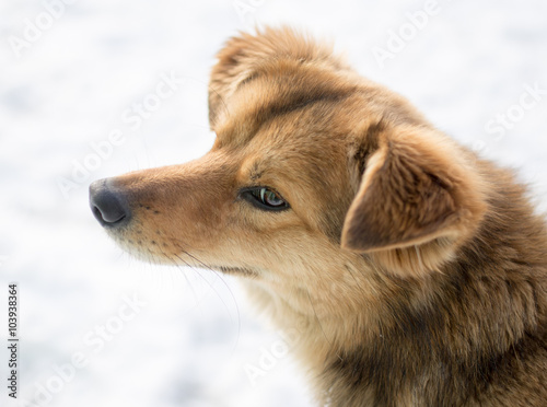 dog portrait outdoors in winter