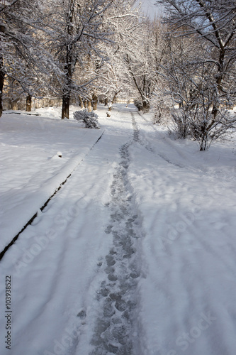 path in the snow on the nature © schankz