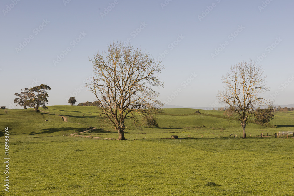 Colinas con pastos verdes y ovejas en la Isla Norte de Nueva Zelanda.