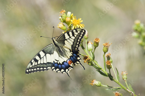 Espectacular mariposa rey photo