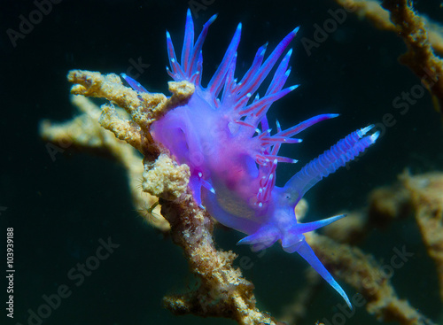 purple invertebrate
