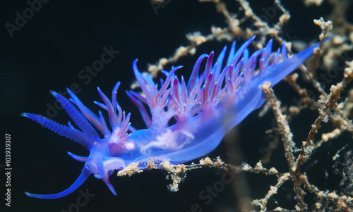 purple invertebrate