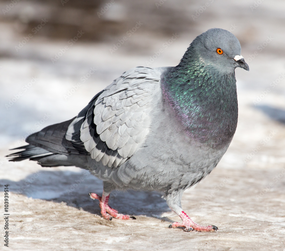 dove in the snow on the nature dove in the snow on the nature