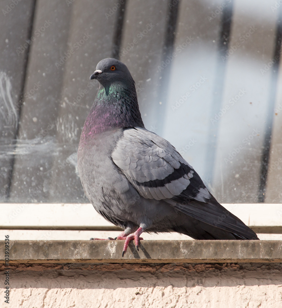 Obraz premium portrait of pigeon on nature