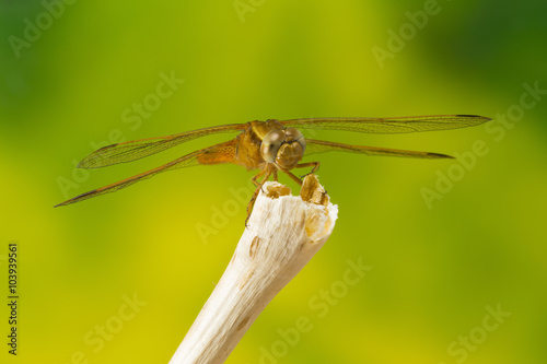 A macro photo of a dragonfly on top of a dry twig photo
