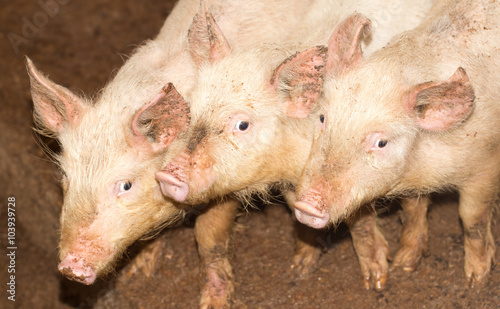 three little pigs on the farm © schankz