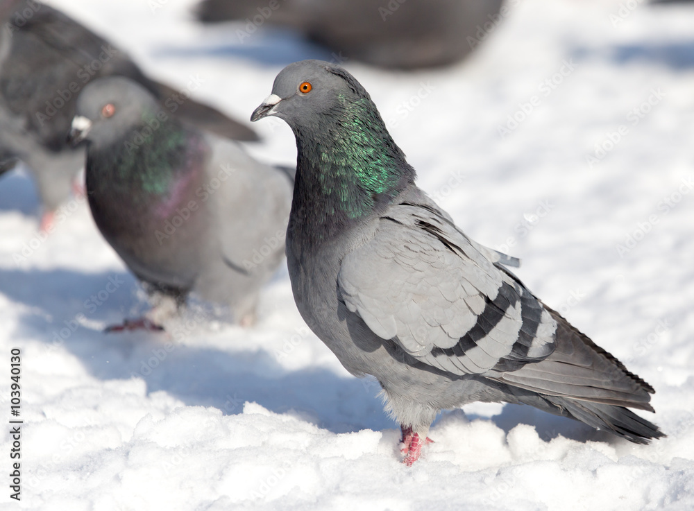 dove in the snow on the nature dove in the snow on the nature