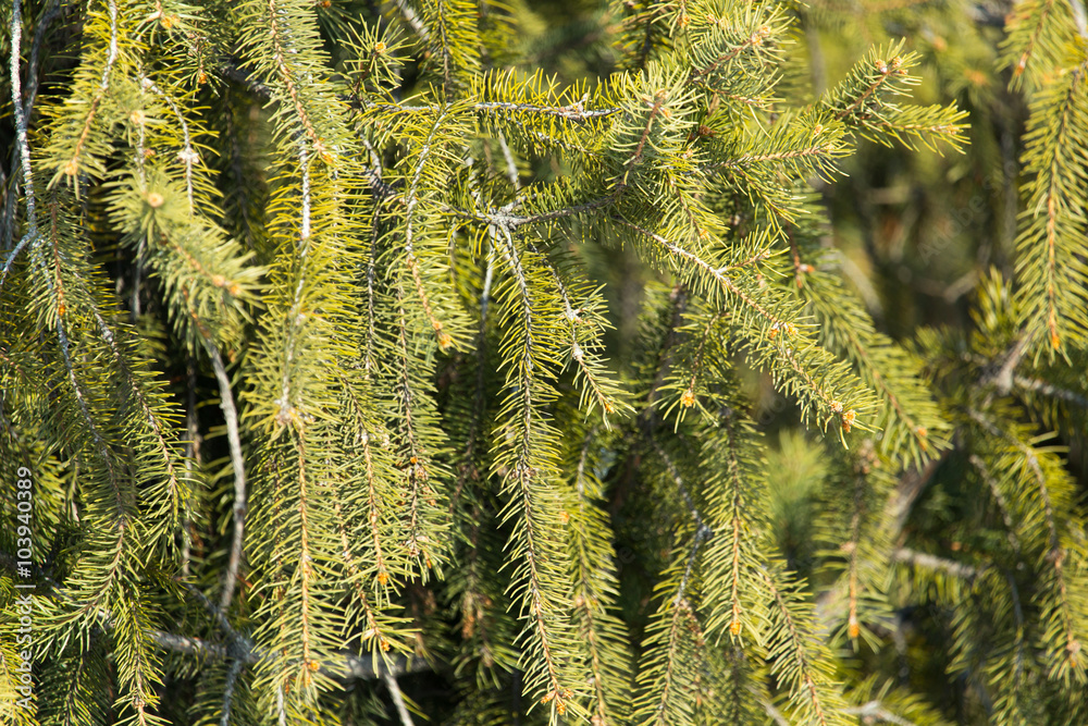 Coniferous forest. Background with bright spruce branches. Coniferous forest. Background with bright spruce branches.