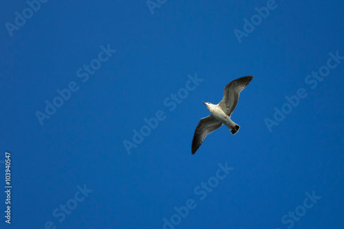 Sea gull flying in the blue clear sky, flight and freedom of a wild bird. Beautiful Seagull bird with large wing span. 