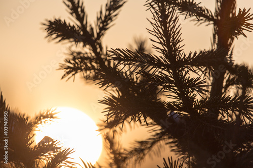 conifer tree at sunset in nature