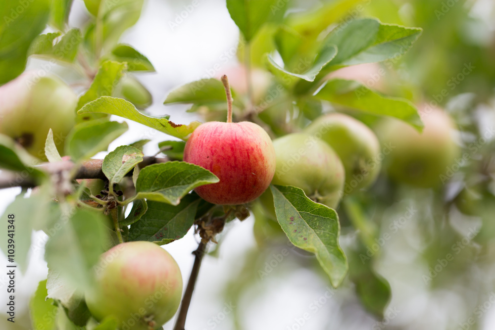 Obraz premium ripe apples on a tree branch