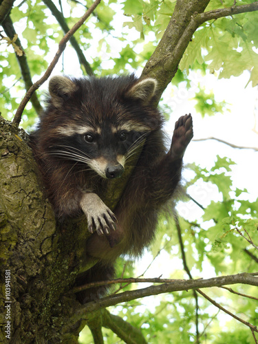 Waschbär (Procyon lotor) 