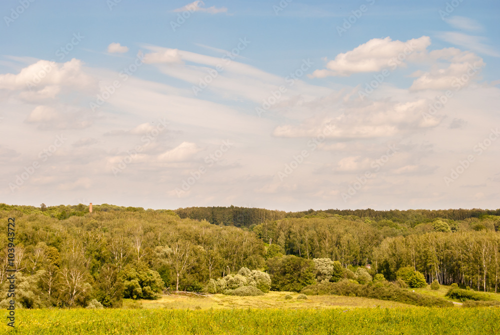 Green meadow under blue sky with clouds and forest in distance. 