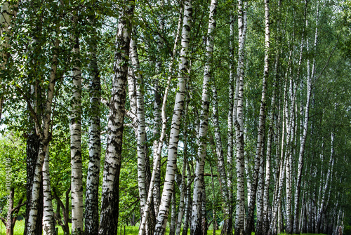 Fototapeta Naklejka Na Ścianę i Meble -  Birch trunks in the park. 