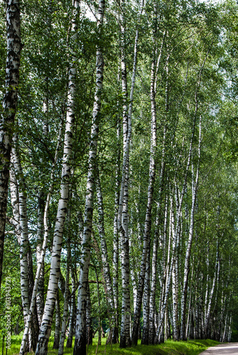 Birch trunks in the park. 