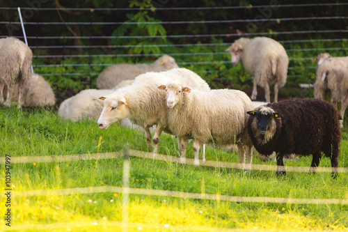 Fototapeta Naklejka Na Ścianę i Meble -  Sheeps on beautiful mountain meadow in Norway