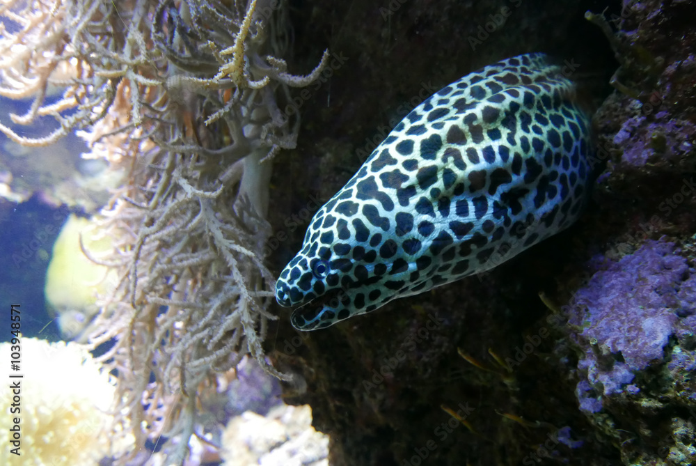 Obraz premium sous l'eau