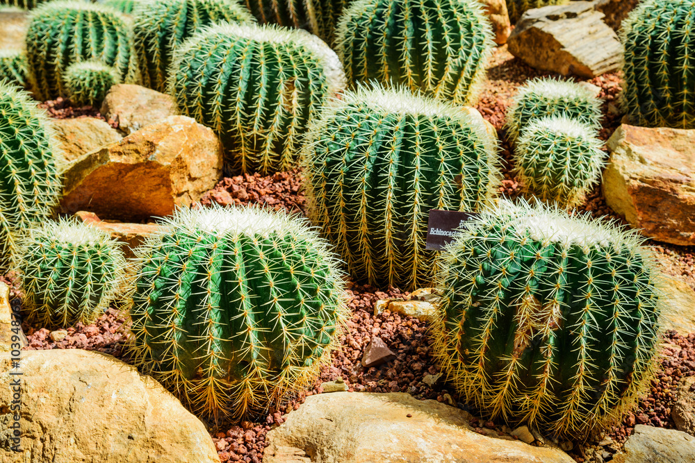 Cactus planted in a botanical garden. Cactus planted in a botanical garden.
