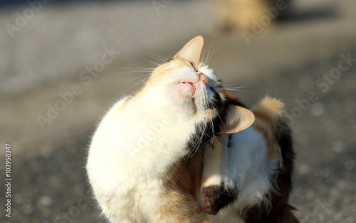 痒い！！ 野良猫 日南市大堂津