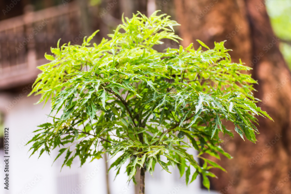 Fototapeta premium Polscias fruticosa Harms