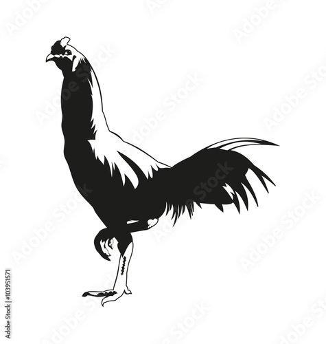 Thai fighting cock