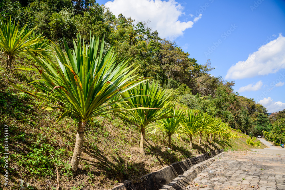 Fototapeta premium Green house , young plants growing in a very large plant nursery