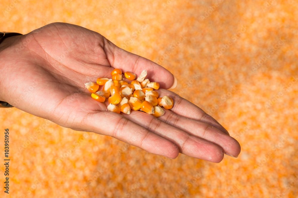 Close-up man hands with grain corn. Close-up man hands with grain corn.