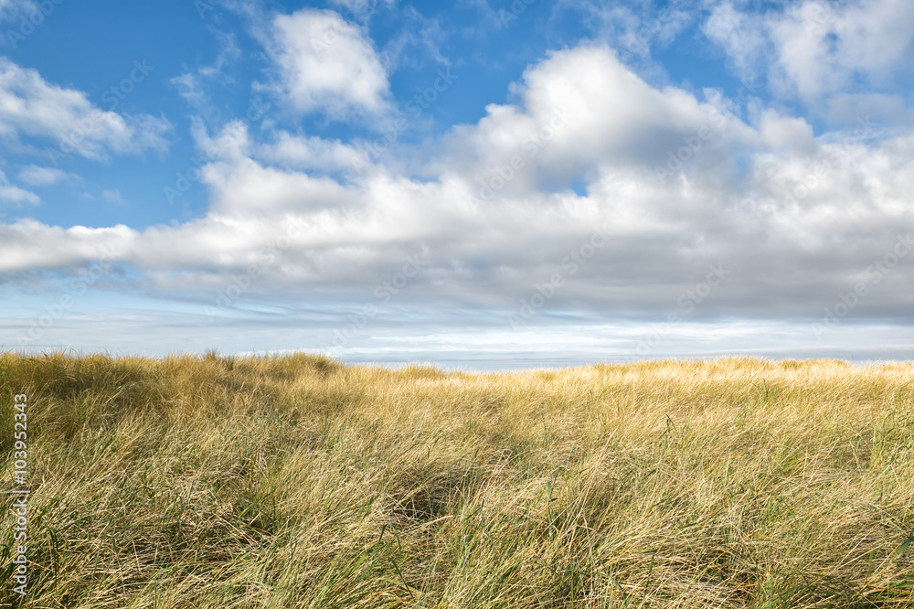 Windswept sea grass under a dramatic blue sky with clouds on the Pacific Northwest coast. 