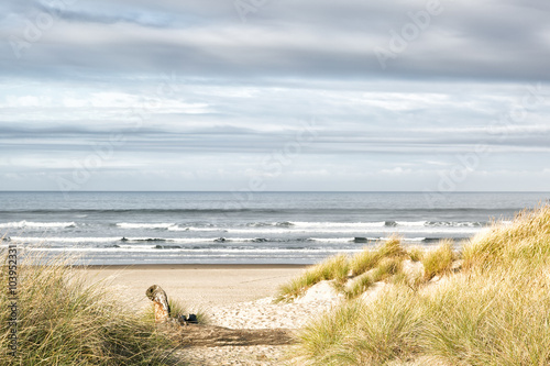 Ocean, grassy dunes and sandy beach on a gray day. Beautiful muted colors photo