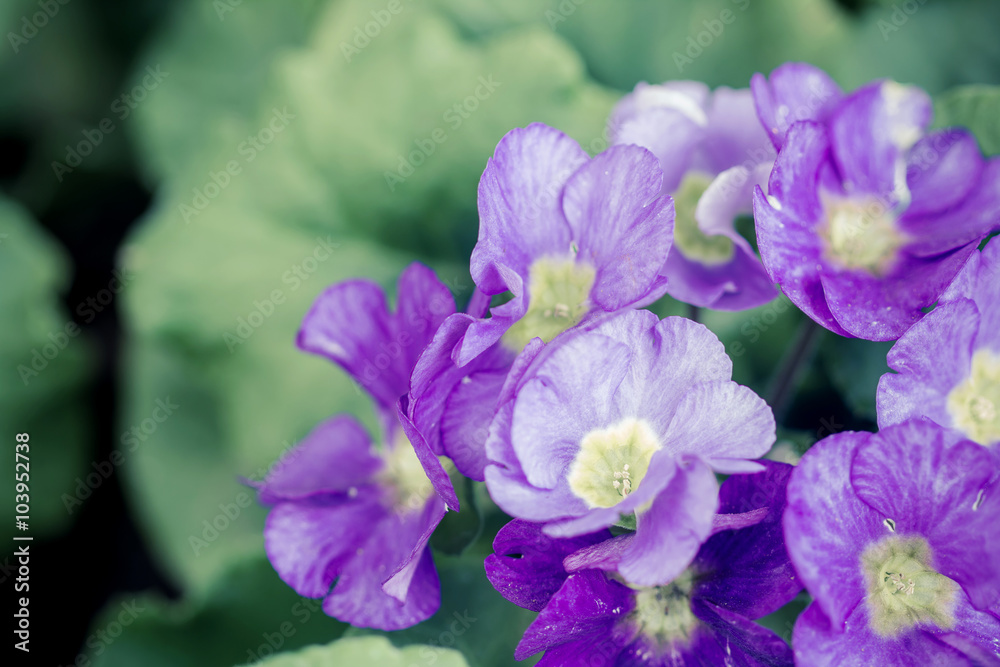 primula flowers