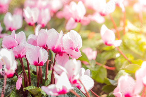 Close up of colorful variegated cyclamen flowers