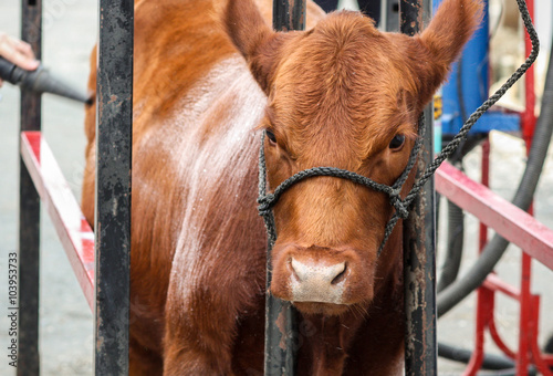 Young Show Cow Being Washed