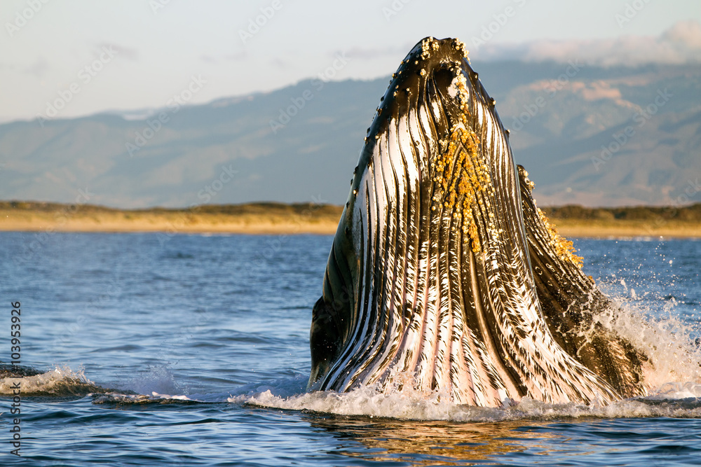 Fototapeta premium Humpback Whale Spyhopping