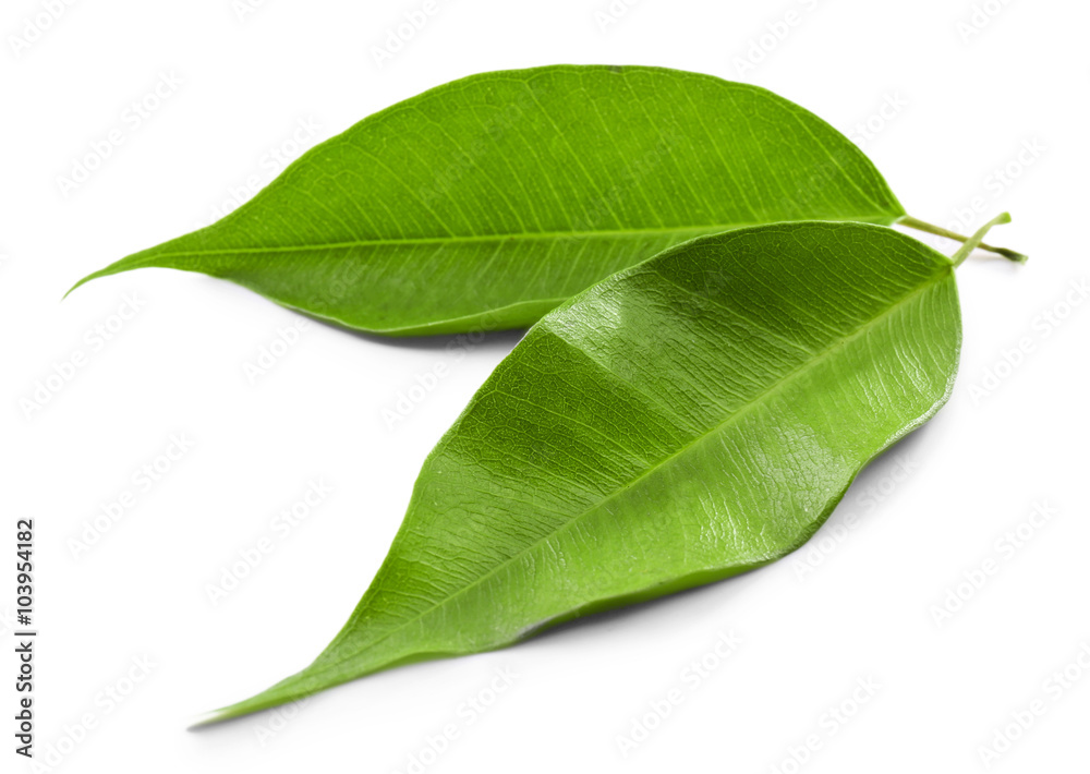 Fototapeta premium Green tea leaves, isolated on white