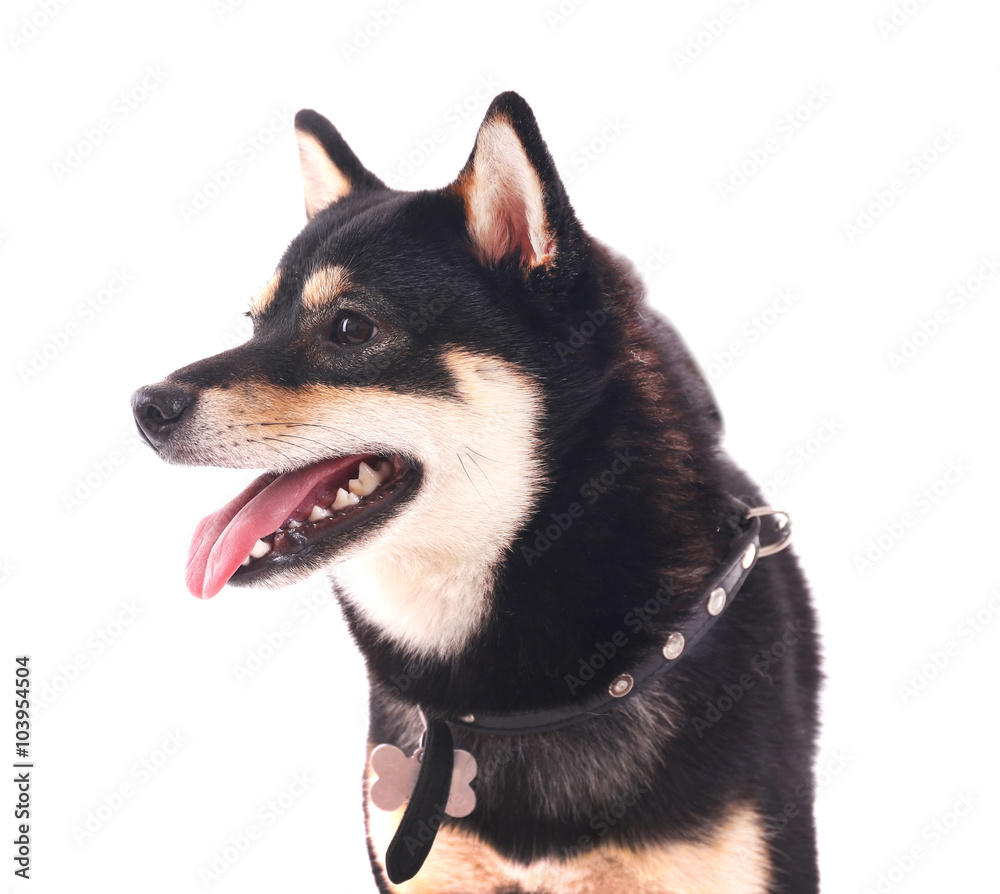 Siba inu with lead isolated on white background