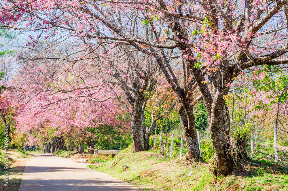 Beautiful cherry blossom trees, Chiang Mai, Northern of Thailand Beautiful cherry blossom trees, Chiang Mai, Northern of Thailand